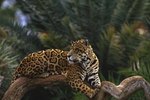 What Do Jaguars Do All Day?