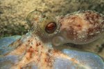 What Is the Black Liquid Coming Out From the Octopus?