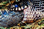 What Snakes Can Eat Rattlesnakes?