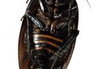 How Do Roaches Breathe?