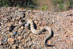 Snakes in the Texas Hill Country