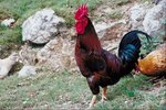 How to Keep a Rooster in With Laying Hens