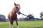 Is There Hip Dysplasia in Miniature Horses?
