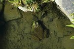 What Does It Mean When Frogs Cling onto Each Other?