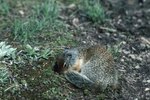 Why Do Squirrels Roll Around?