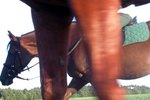 What Are the Callous Like Things on a Horse's Legs?