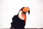 Different Types of Toucans