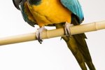 What Causes a Parrot to Chew Its Foot?