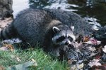 Physical Characteristics of Raccoons