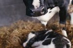Can Newborn Calves See?