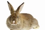 How Long Until the Hormones Settle After Neutering or Spaying Rabbits?
