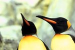Physical Adaptations by King Penguins