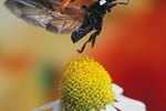 How to Identify Ladybugs
