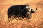 What Kinds of Buffaloes Are There?