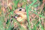 Where Does a Ground Squirrel Go for Shelter?