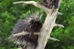 How Do Porcupines Communicate With Each Other?