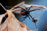 What Happens to Black Widow Spiders During the Winter?