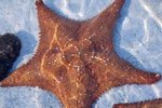 Do Starfish Have a Gender?