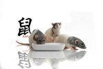 Can Rats Get Paralysis?