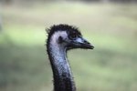 Emu Lifespans