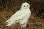 How Are Male & Female Snowy Owls Different?