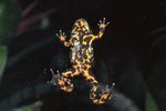 How to Distinguish a Male & Female Fire-Bellied Toad