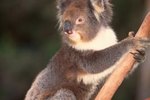 How Are Koalas & Kangaroos Different?