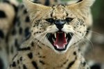 Can a Serval Be Kept as a Pet?
