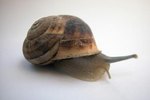 What Do Snails Need to Live?