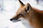 Are Red Foxes Endangered or Extinct?