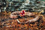 Water Moccasin Snake Information