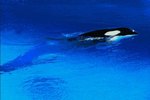 What Are Some Predatory Adaptations a Killer Whale Has?