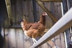 Space Requirements for a Chicken Coop