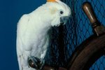 Cage Size for a Cockatoo