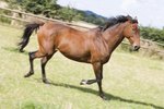 How to Correct a Trotting Gaited Horse