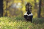 What Do You Call the Liquid That the Skunks Spray?