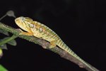 How Do Chameleons Communicate?