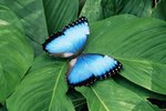 What Type of Shelter Does a Morpho Butterfly Need?