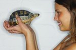 The Best Indoor Tortoises