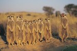 Animals of Africa's Kalahari Desert