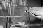 How to Choose a Finch's Cage