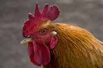 Types of Fighting Roosters