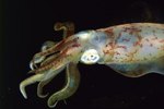 What Is the Classification for Squids?