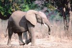 Importance of Elephants