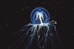 10 Most Interesting Jellyfish