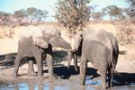 How Do Elephants Get Water During the Dry Season?