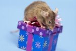 Is Chocolate Poisonous to Mice?