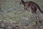 What Bones Power a Kangaroo's Jumping?