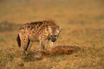 What Are the Predators of the Spotted Hyena?