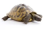 The Best Heat Lights for Tortoises